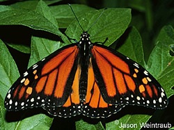 Butterfly Life Cycle: A Metaphor for Growth and&nbsp;Healing